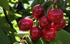 Mùa Cherry Vào Tháng Mấy